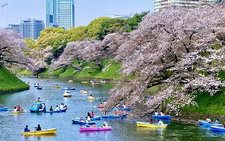 Cherry Blossom Private Tour at Imperial Palace 