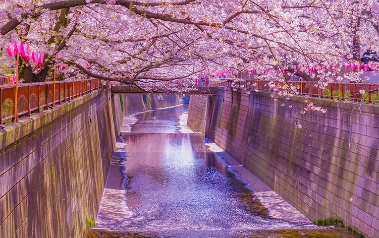 Cherry Blossom Private Tour at Meguro river