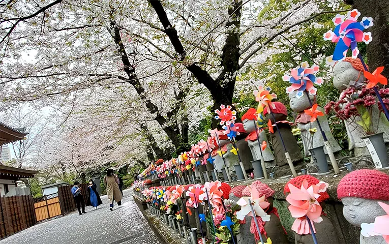 Cherry Blossom Private Tour at Zojo-ji Temple