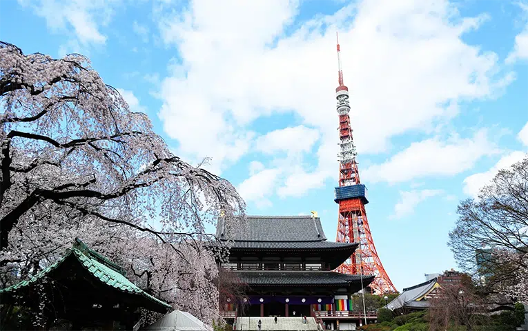 Cherry Blossom Private Tour at Zojo-ji Temple