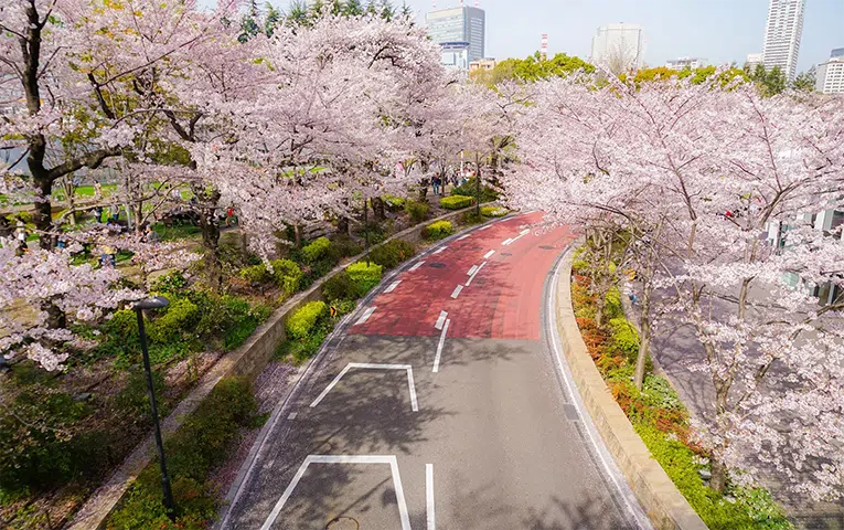 Cherry Blossom Private Tour at Roppongi Area