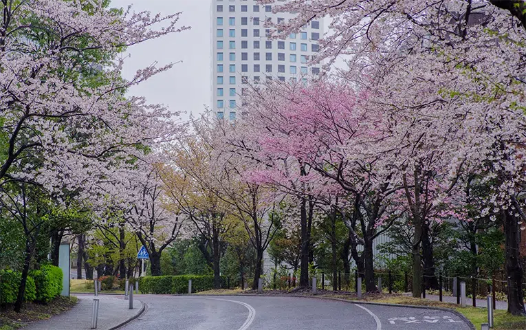 Cherry Blossom Private Tour at Akasaka Area