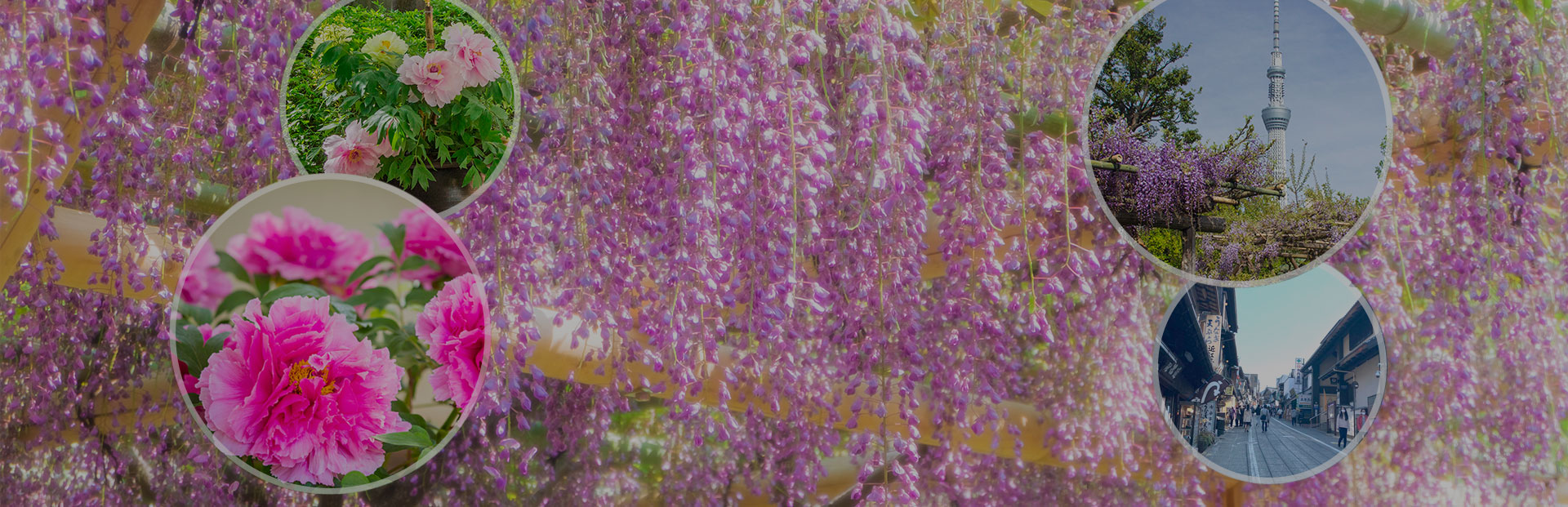 ぼたんと藤の花を楽しもう！