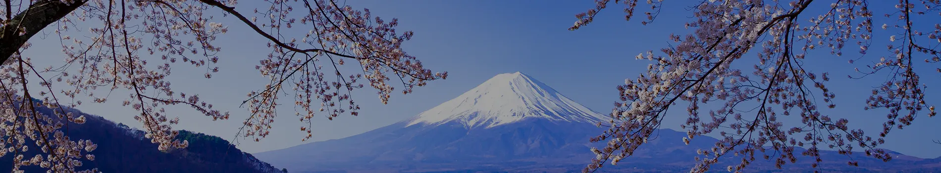 Cherry Blossom Specials