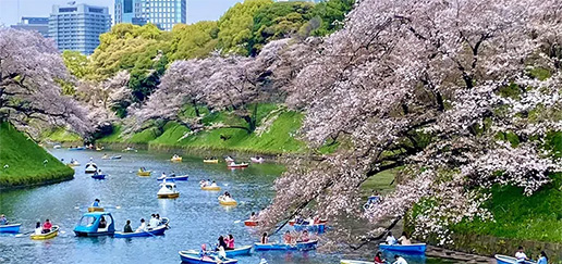 Tokyo Cherry Blossom Private Tour