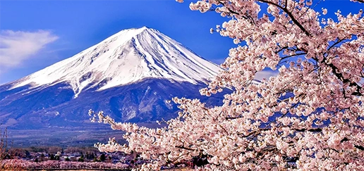 東京発 富士山・桜 貸切チャーター1日ツアー