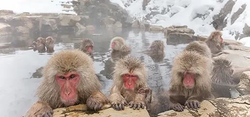 Jigokudani Snow Monkey