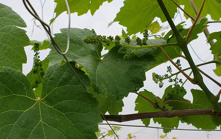 Grape vines at Maruki Winary