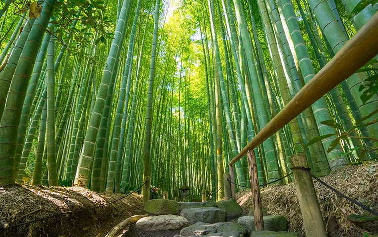Bamboo temple