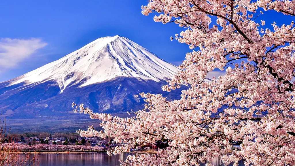 Snow-capped Mt. Fuji and cherry blossoms reflecting in Lake Kawaguchi