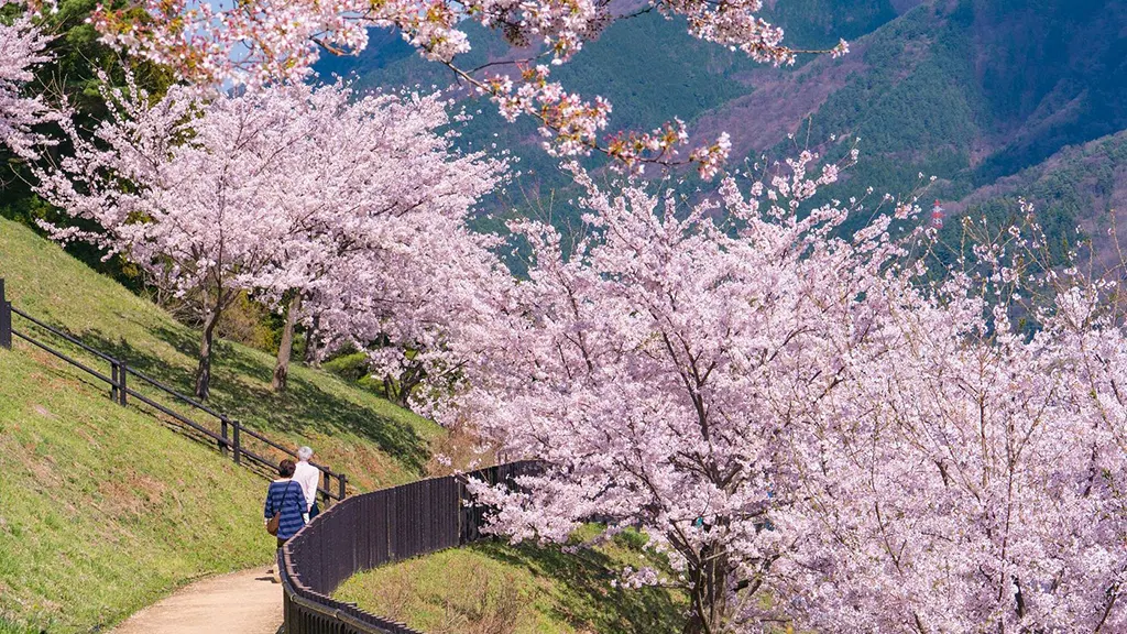 A walking path lined with pink cherry blossom trees on a sunny hillside