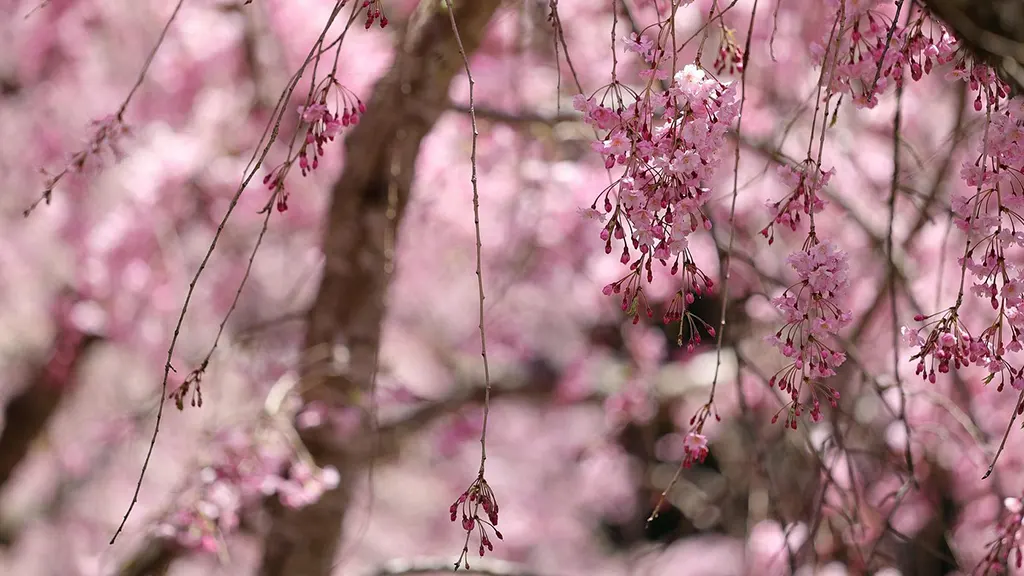 Close-up of deep pink, weeping cherry blossoms