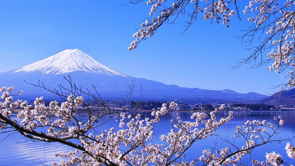 snow-capped Mt. Fuji and Sakura blanch