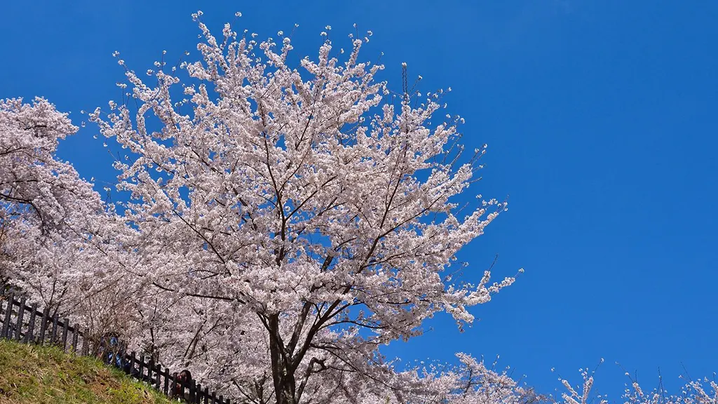multiple cherry blossom branches