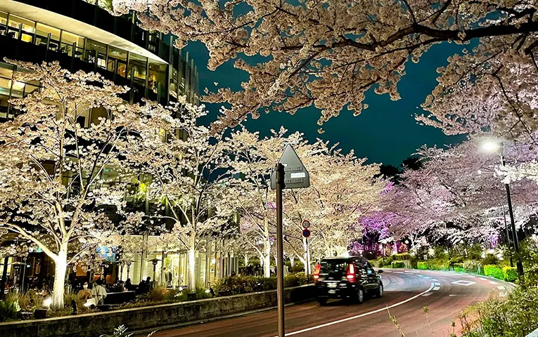Sakura Night View at Roppongi