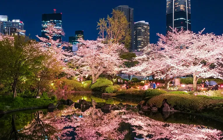 Cherry Blossoms Night View at imperial Palace