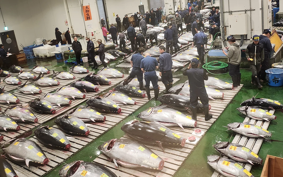 The bustling activity of the wholesale tuna auction area at Toyosu Fish Market