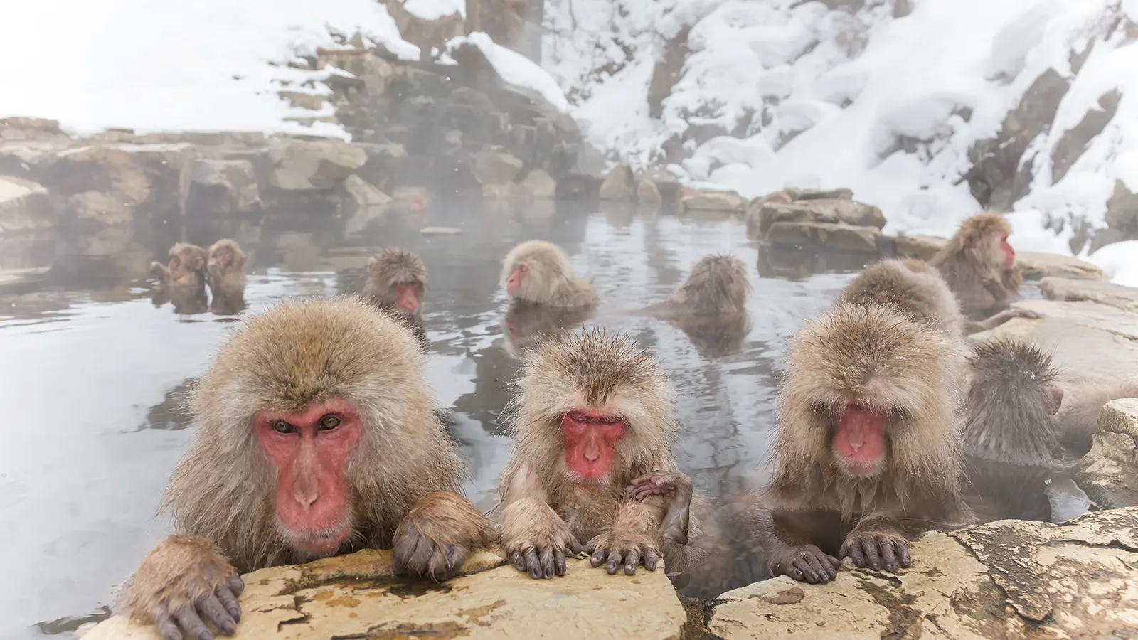 Jigokudani Yaen Koen