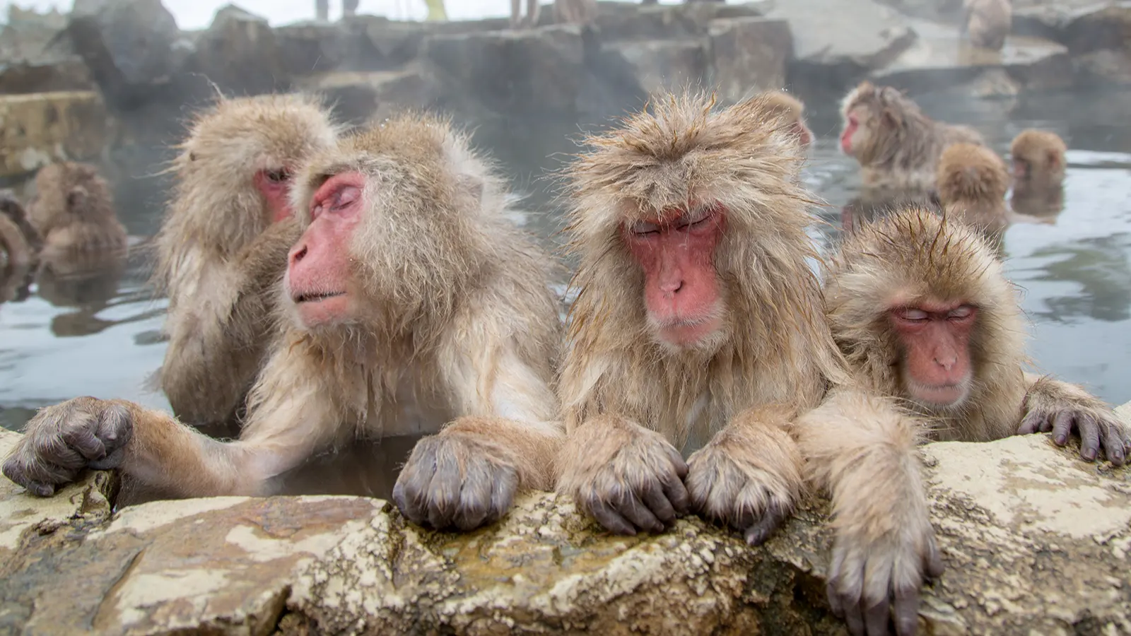Snow monkeys