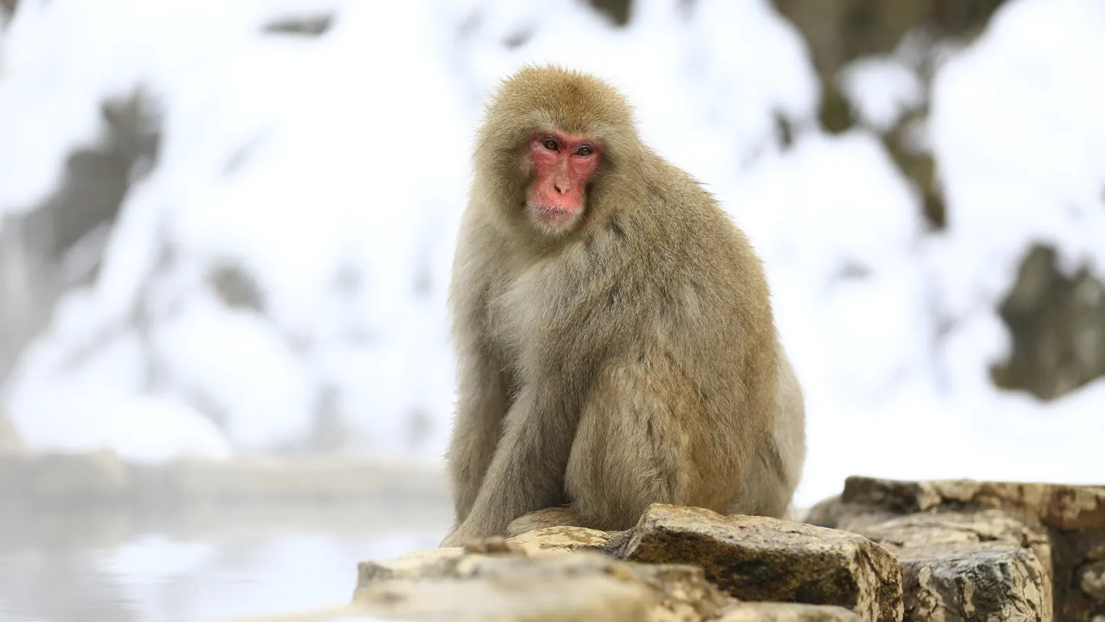 Monkeys bathe in hot springs