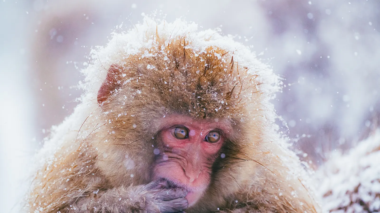 Snow monkeys