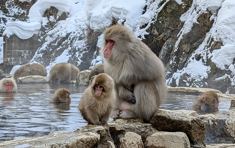 Jigokudani Monky Park