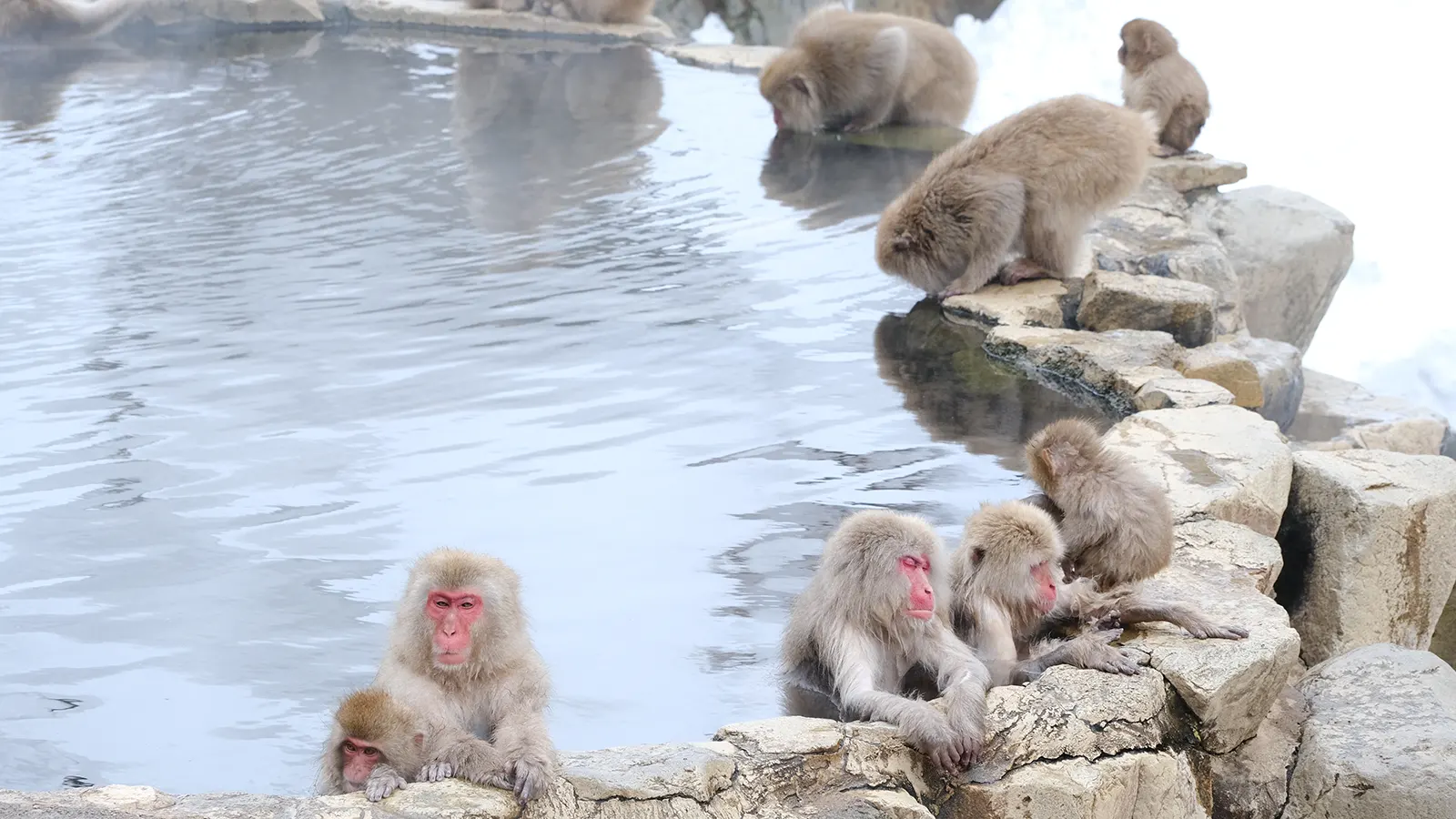 温泉でリラックスするサルたち