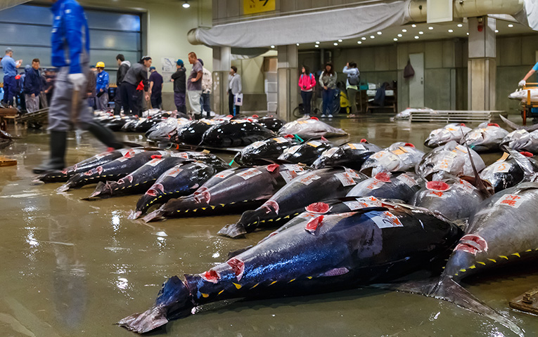 Famous Tuna Auction
