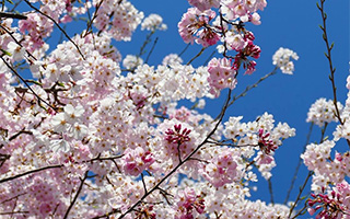 赤坂桜坂