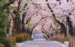 青山霊園