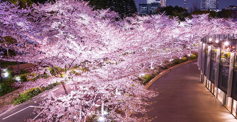 ライトアップしている桜