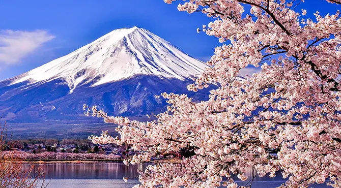 富士山と桜