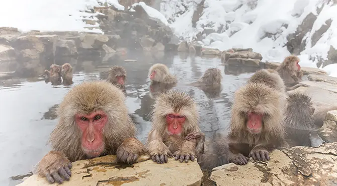 Jigokudani Snow Monkey