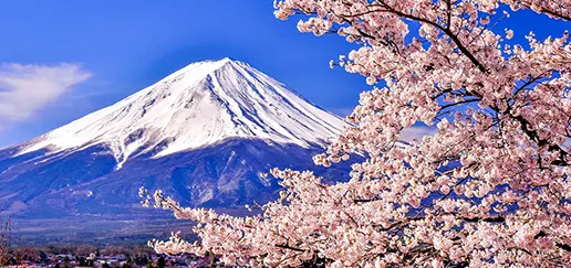 Mt. Fuji Cherry Blossom Private Day Tour from Tokyo