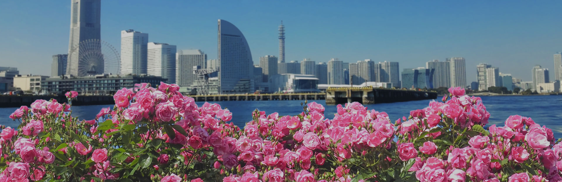 薔薇ざんまい in 横浜！