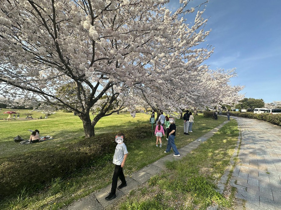 桜鑑賞