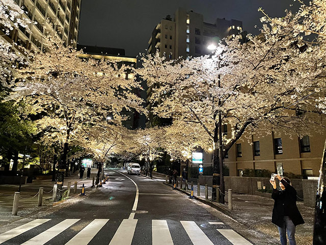 ハイヤーで行く桜ツアー