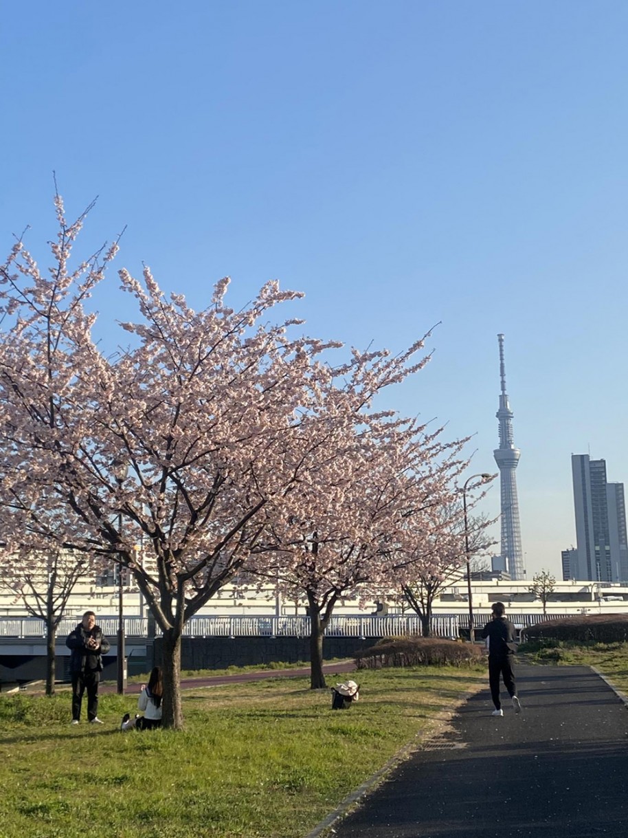 汐入公園大寒桜