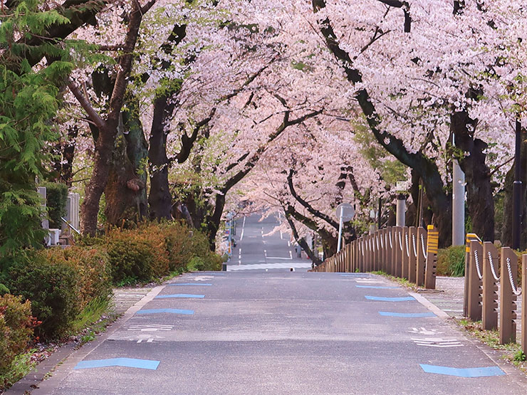青山霊園　桜並木