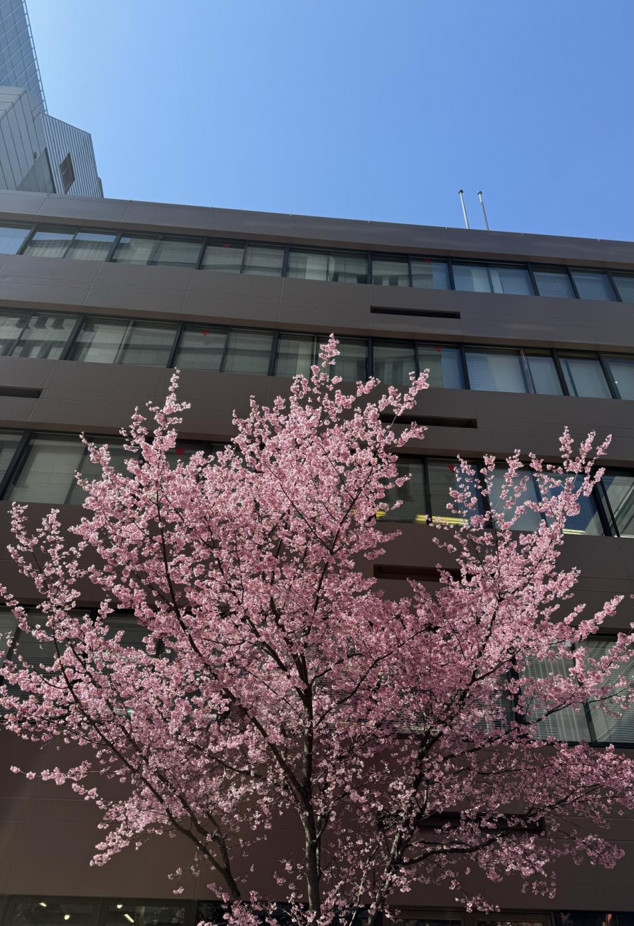 桜研修