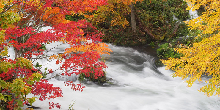 紅葉の秋にはハイヤーでの旅を