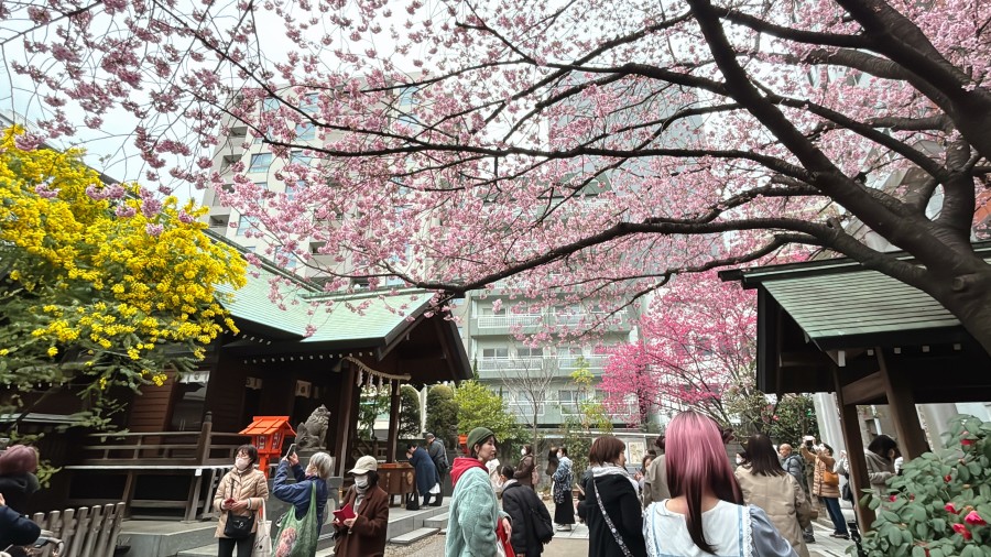 蔵前神社の桜