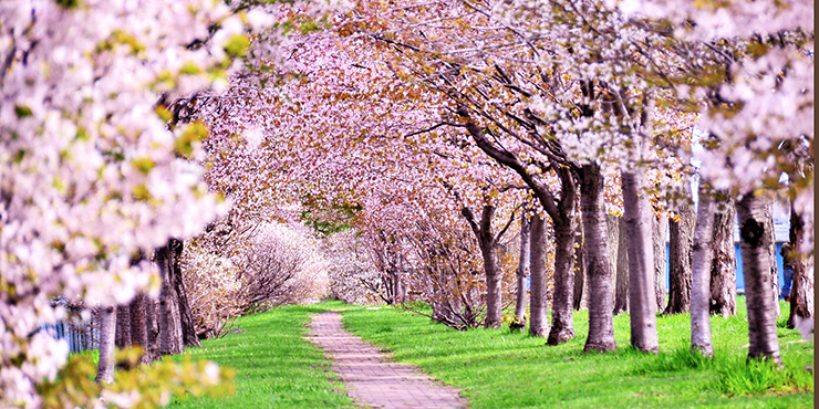 お勧めの桜スポット