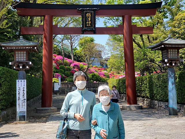 八重桜とつつじを楽しもうツアー。根津神社にて