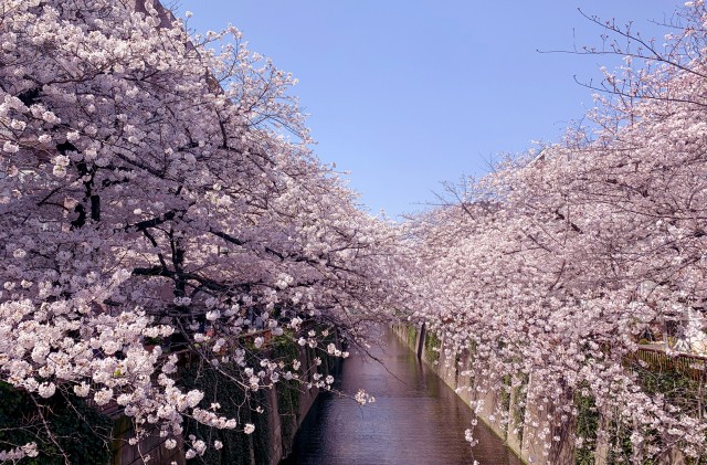 目黒川の桜