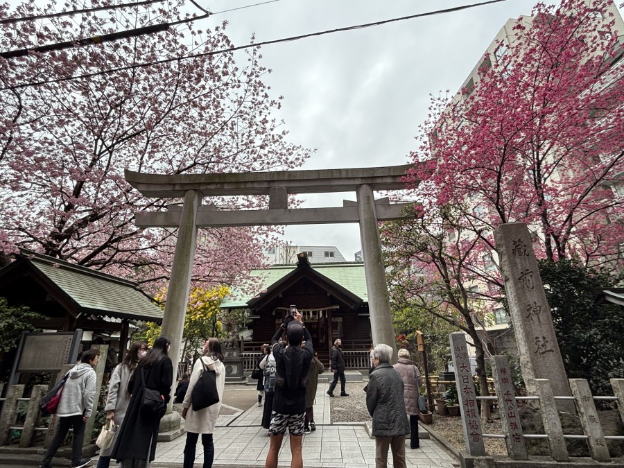 蔵前神社の桜