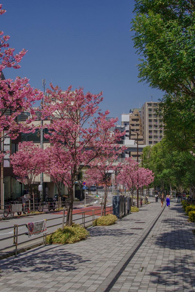 麻布なざれ坂の桜