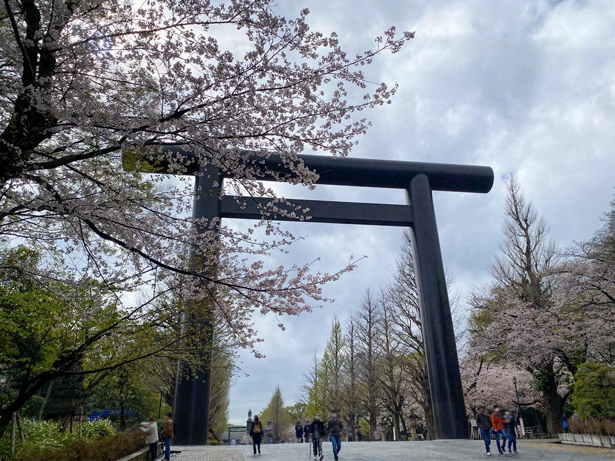 桜を見に靖国神社へ