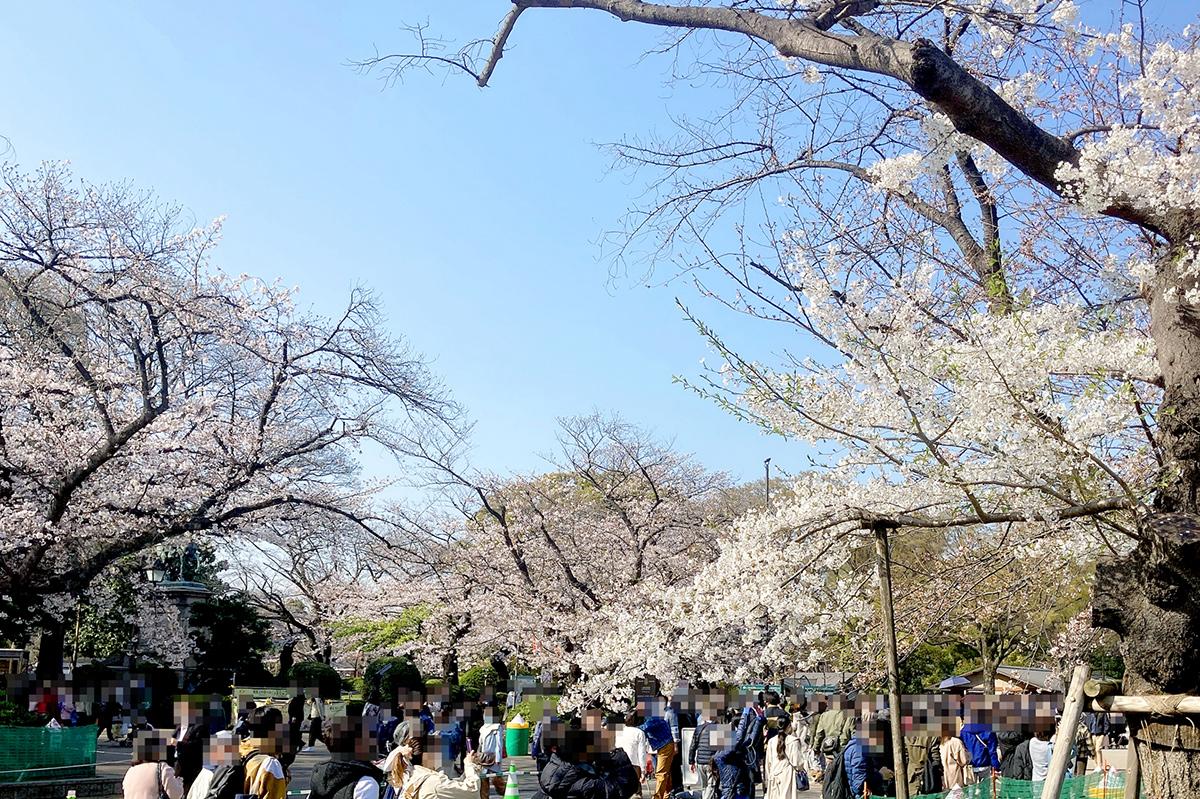 上野公園の桜