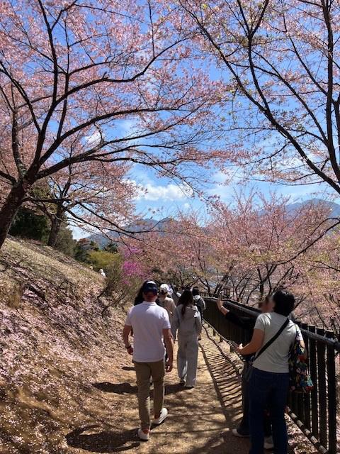 4月中旬でも富士山周辺は遅咲きの桜が見れました
